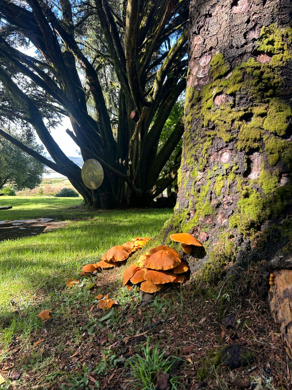 Detalle de naturaleza en un espacio de retiro